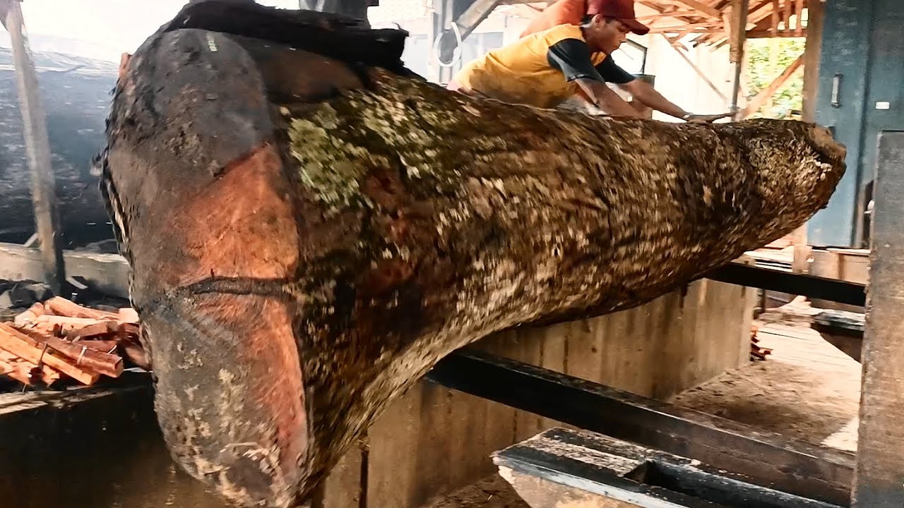 Wrestling with the invincible tree at the Sawmill | Giant tree processing 