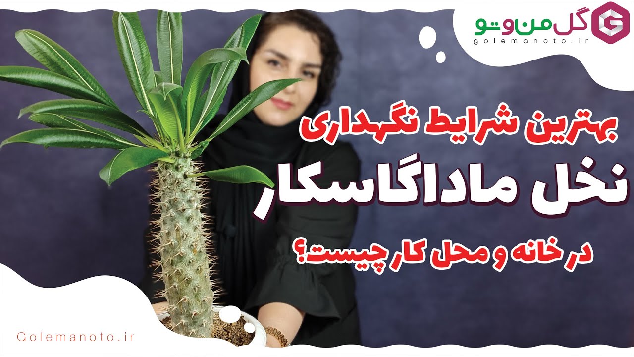 Pachypodium چطور از نخل ماداگاسکار نگهداری کنیم که رشد انفجاری داشته باشه؟