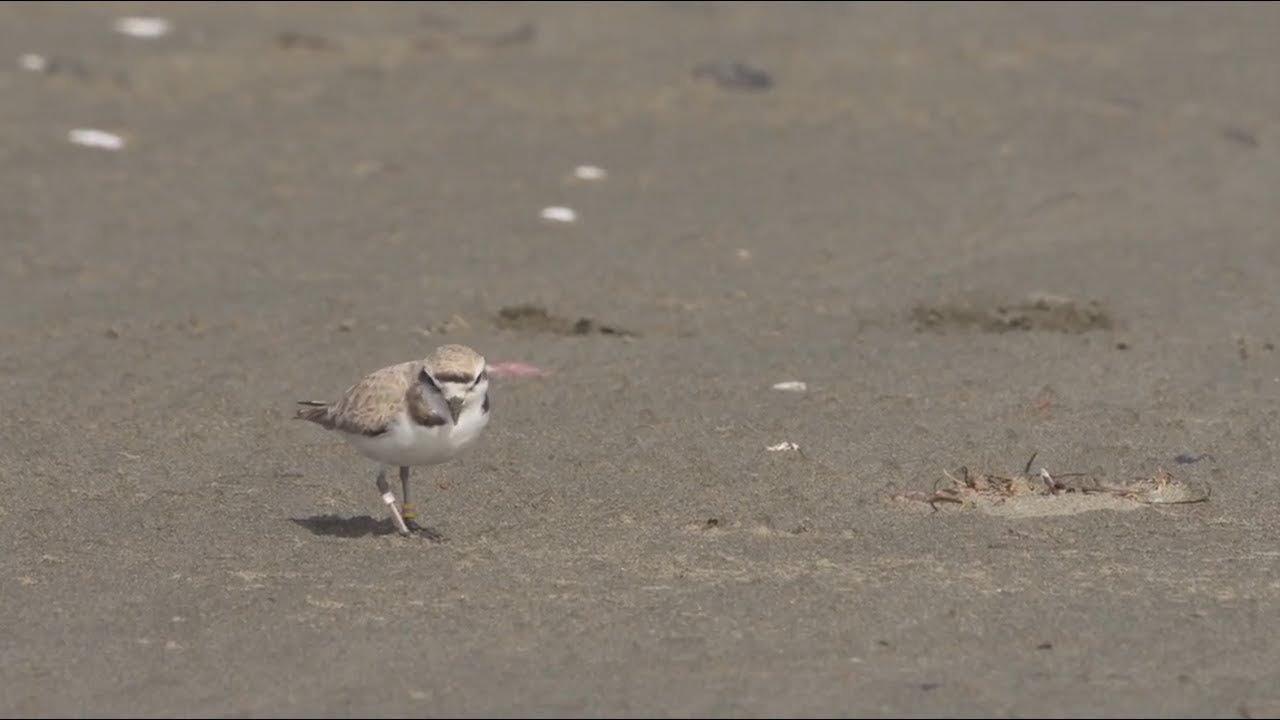 Caring for Your Coast: Beaches and Harbors Protects Wildlife While Keeping the Beaches Clean