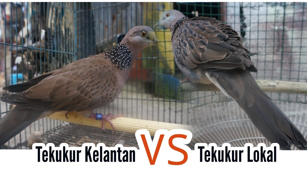 Perbedaan Terkukur Lokal dengan Tekukur Kelantan @Rusmadi Soemadji #breeding #tekukur #geopelia