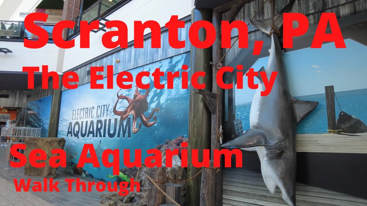 Electric City Aquarium & Reptile Den Walk-through