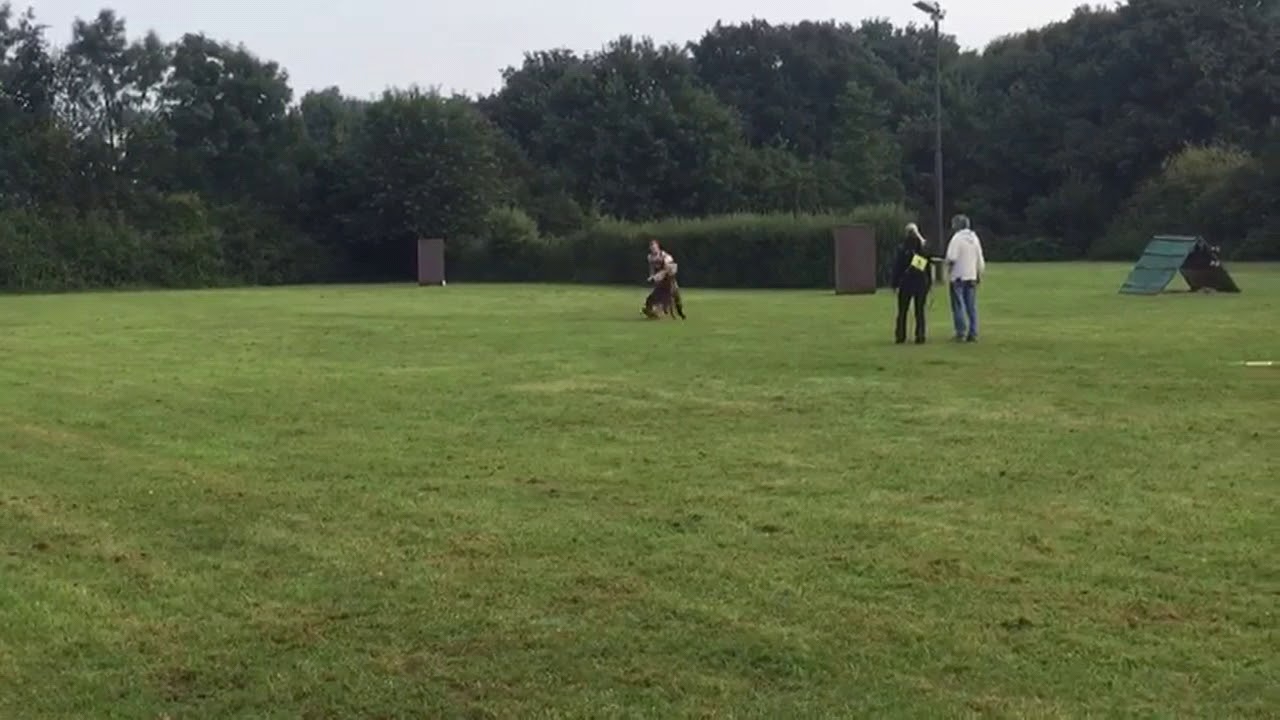 Ando vom Haus Theobald Körung 26.08.2017