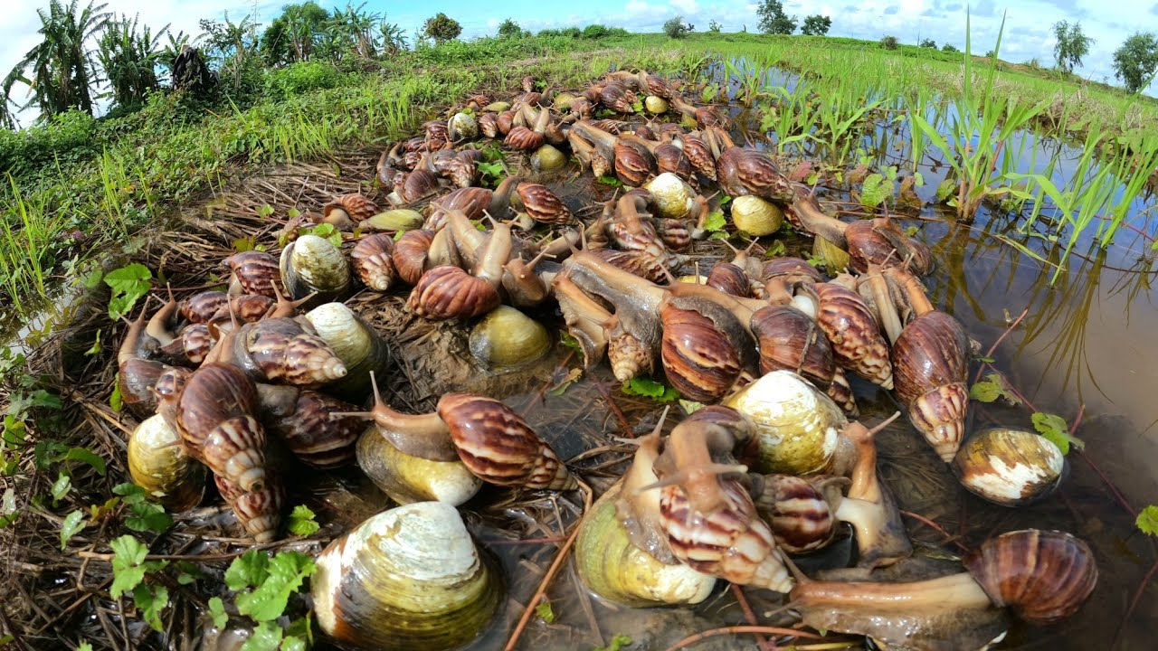 Amazing fishing  ! Picking snails and groups in the fields after the music, wearing a lot of clothes