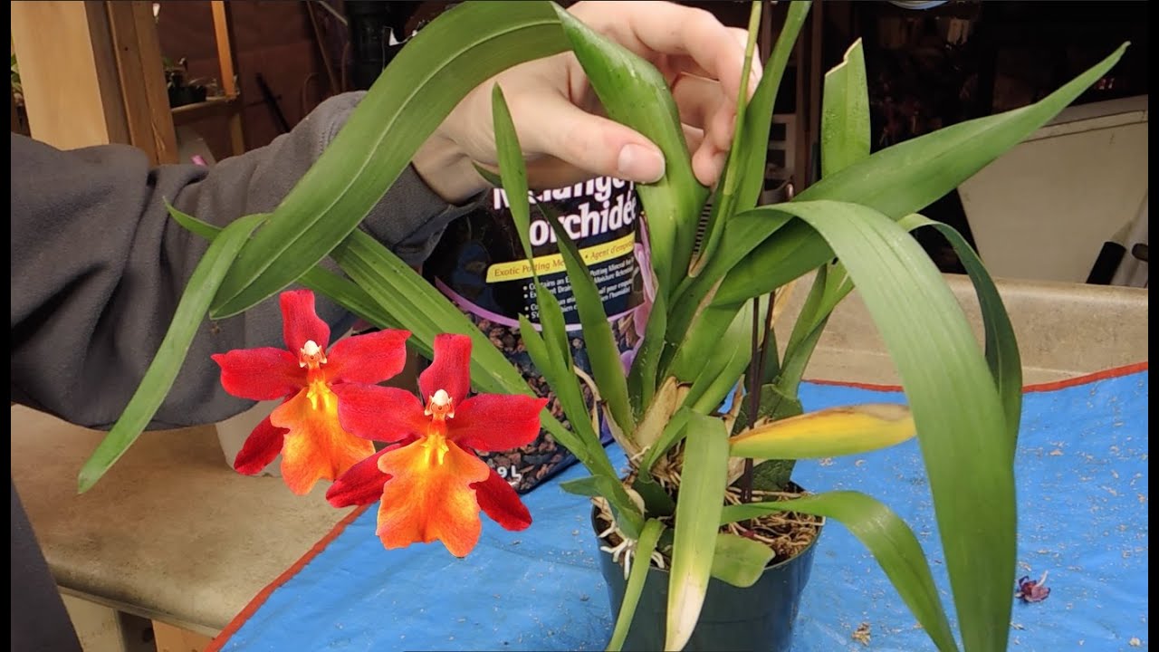 Re-potting Oncidopsis (Burr.)  Stefan Isler 'Lava Flow'