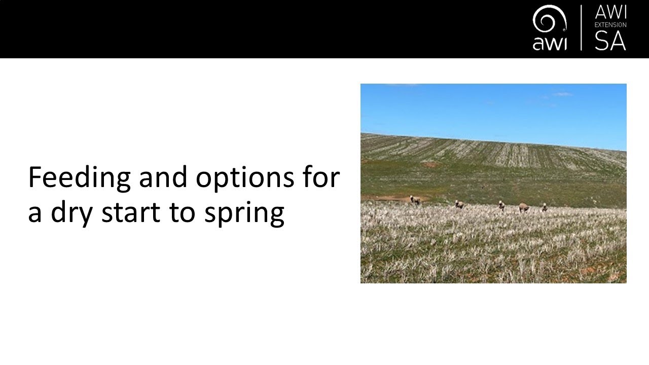 Feeding and options for a dry start to spring - Deb Scammell