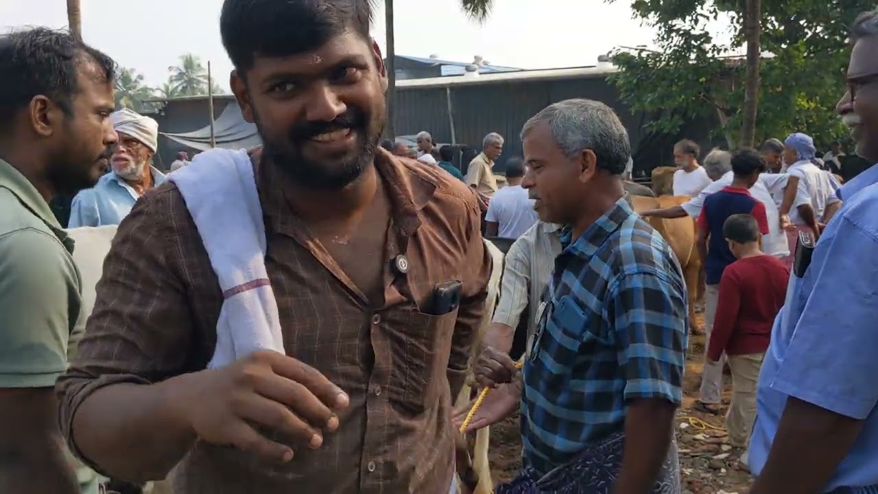 ചെറിയ വിലക്ക് ഒരു അടിപൊളി ജാതി പശുവിനെ തന്നാലോ