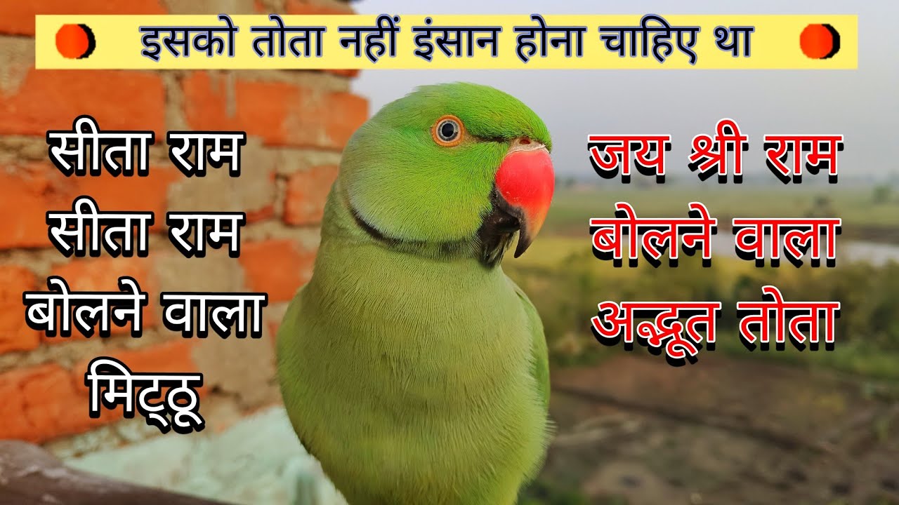 Parrot talking sita-ram🚩parrot talking jay shree ram🚩सीता-राम 🚩जय श्री राम🚩bolane wala Mitthu🦜popat
