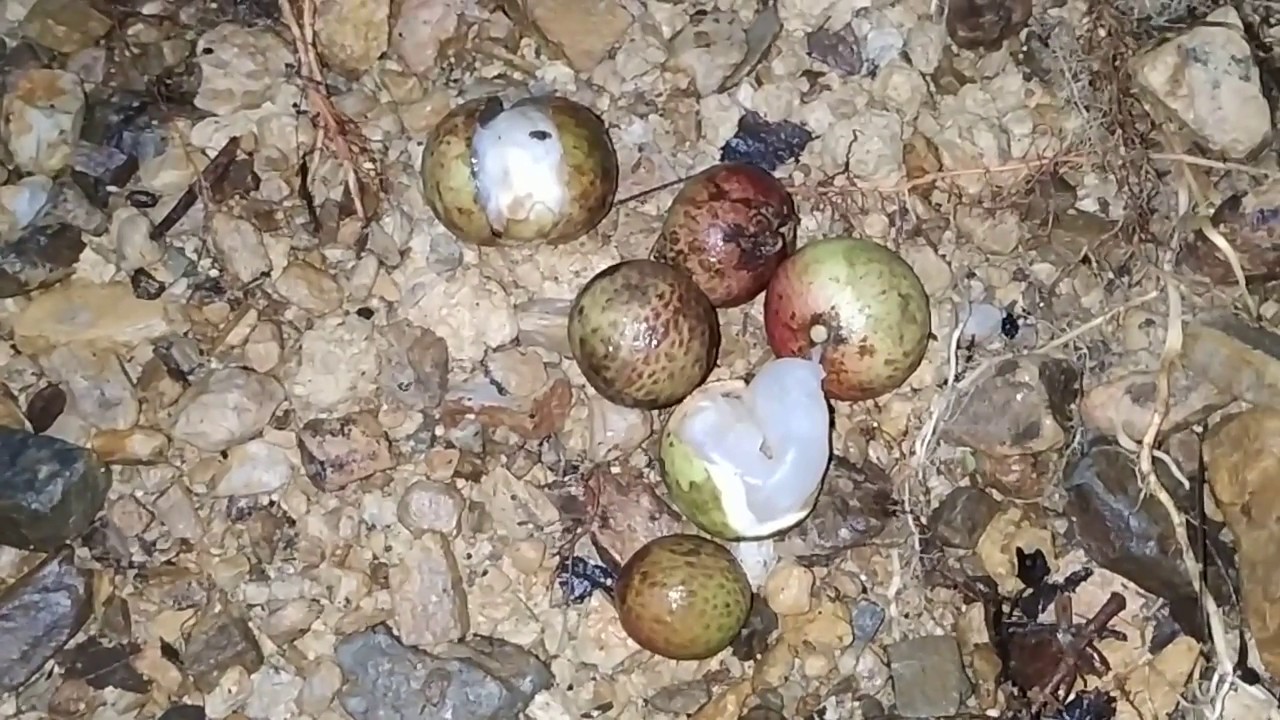 Wild Longan relative from Borneo jungle
