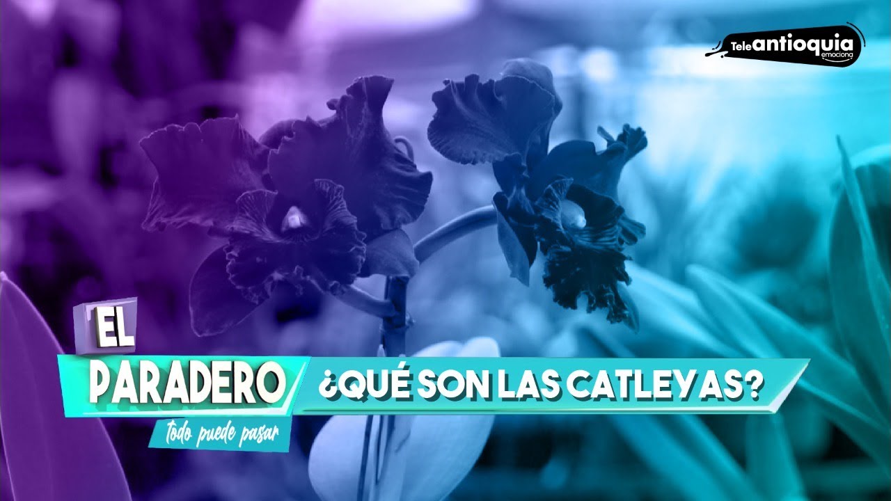 &iquest;Qu&eacute; son las catleyas? | El Paradero | Teleantioquia