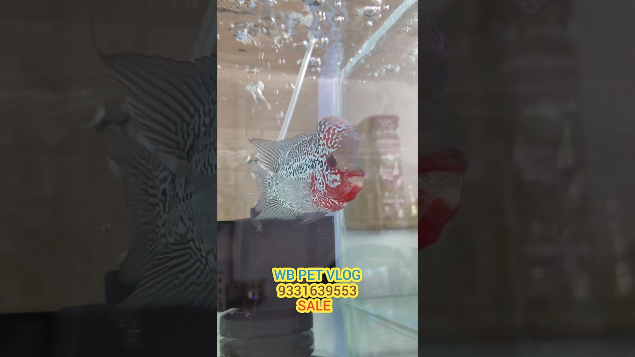 Flowerhorn available in kolkata exotic pet shop #yt #short #viral #kolkata #pet #fish #flowerhorn