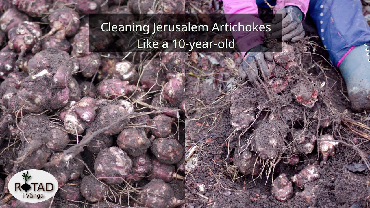 How to clean Jerusalem Artichokes like a 10-year-old!