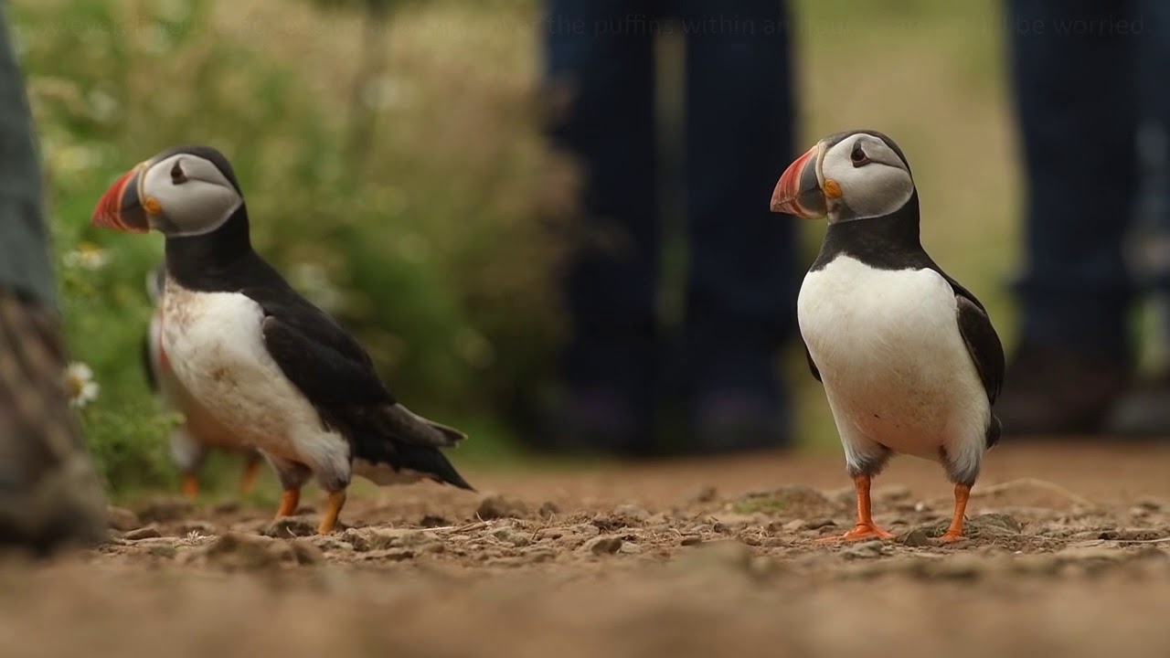 Skomer & Skokholm Wildlife Photo Trips