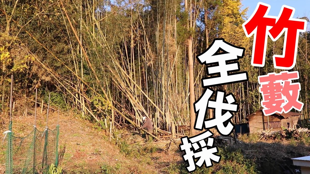 （3）竹藪を半年かけて取り除いた結果｜こんなに明るくなる