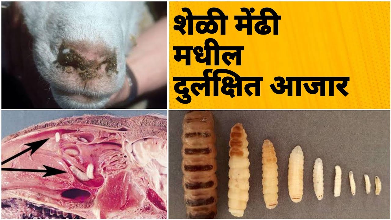 शेळी मेंढी मधील दुर्लक्षित आजार / Nasal Worm / Nasal Bot / Oestrus ovis