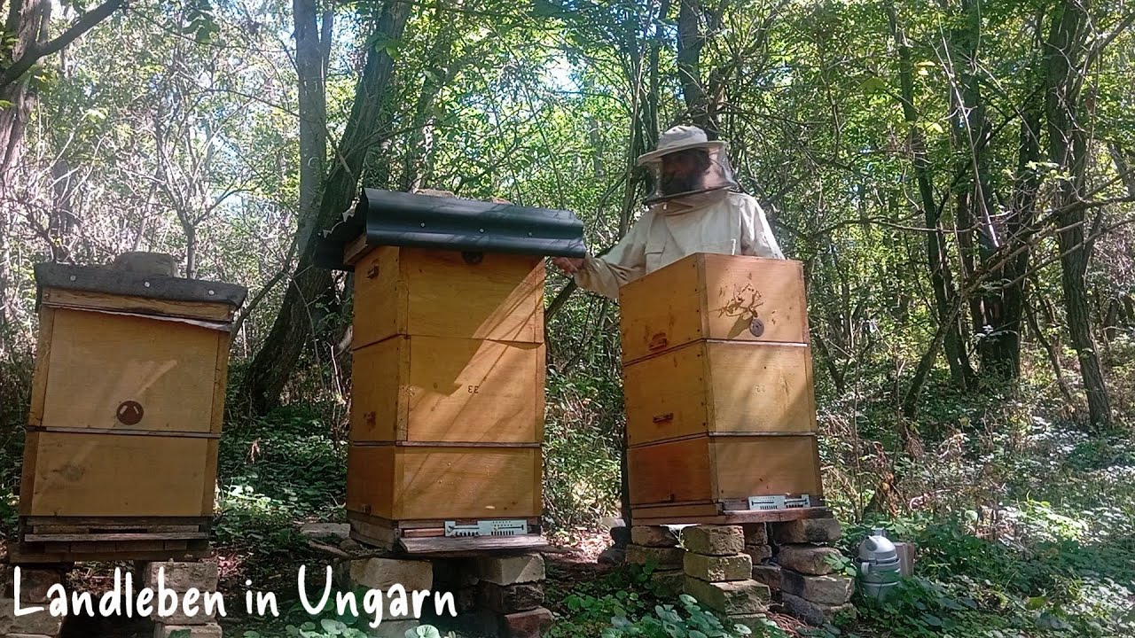 Leben die Bienen noch Landleben in Ungarn