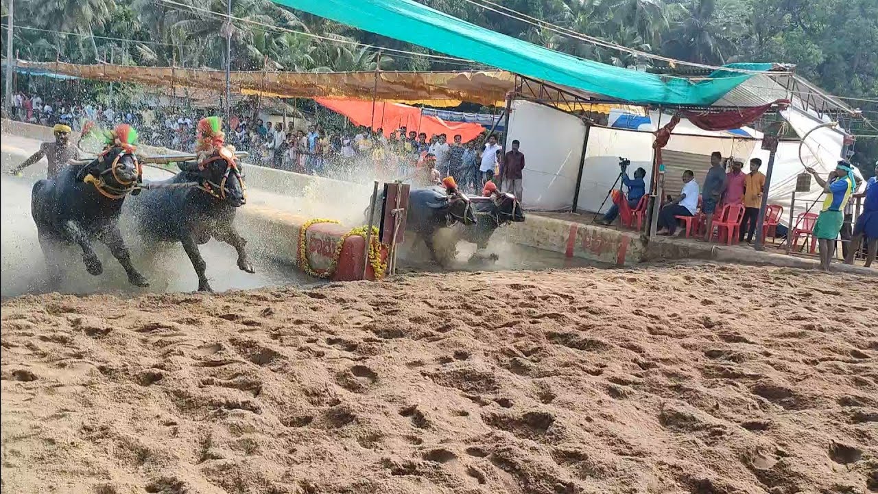 Mangalore kambala. Goldfinch city Bangra Kuloor