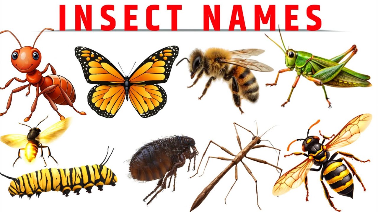 Insect Name In English For Kids| Learn Insect Name In English With Pictures| Insect Name In English 