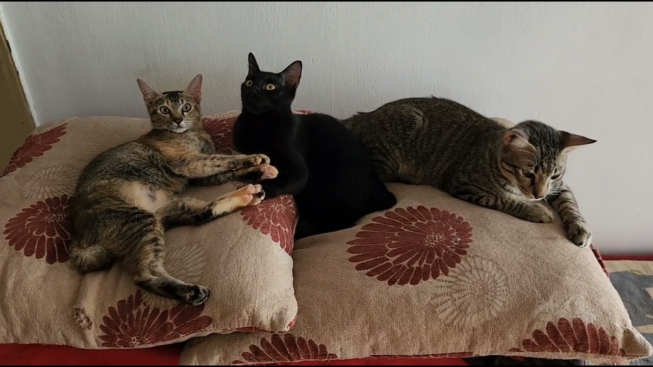 Stray kittens 5 months after Vets let their mother dead dehydrated... 11th August Updates