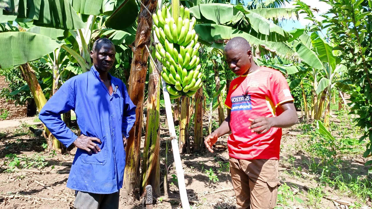 Turning 1 Acre into 60 Million UGX: The Inspiring Story of a Banana Farmer in Northern Uganda