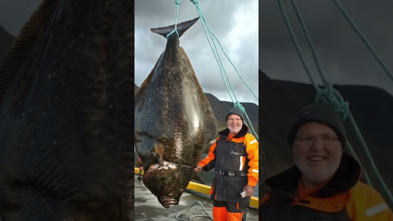 HUGE Halibut! 🐟 Look at the SIZE of This Fish!