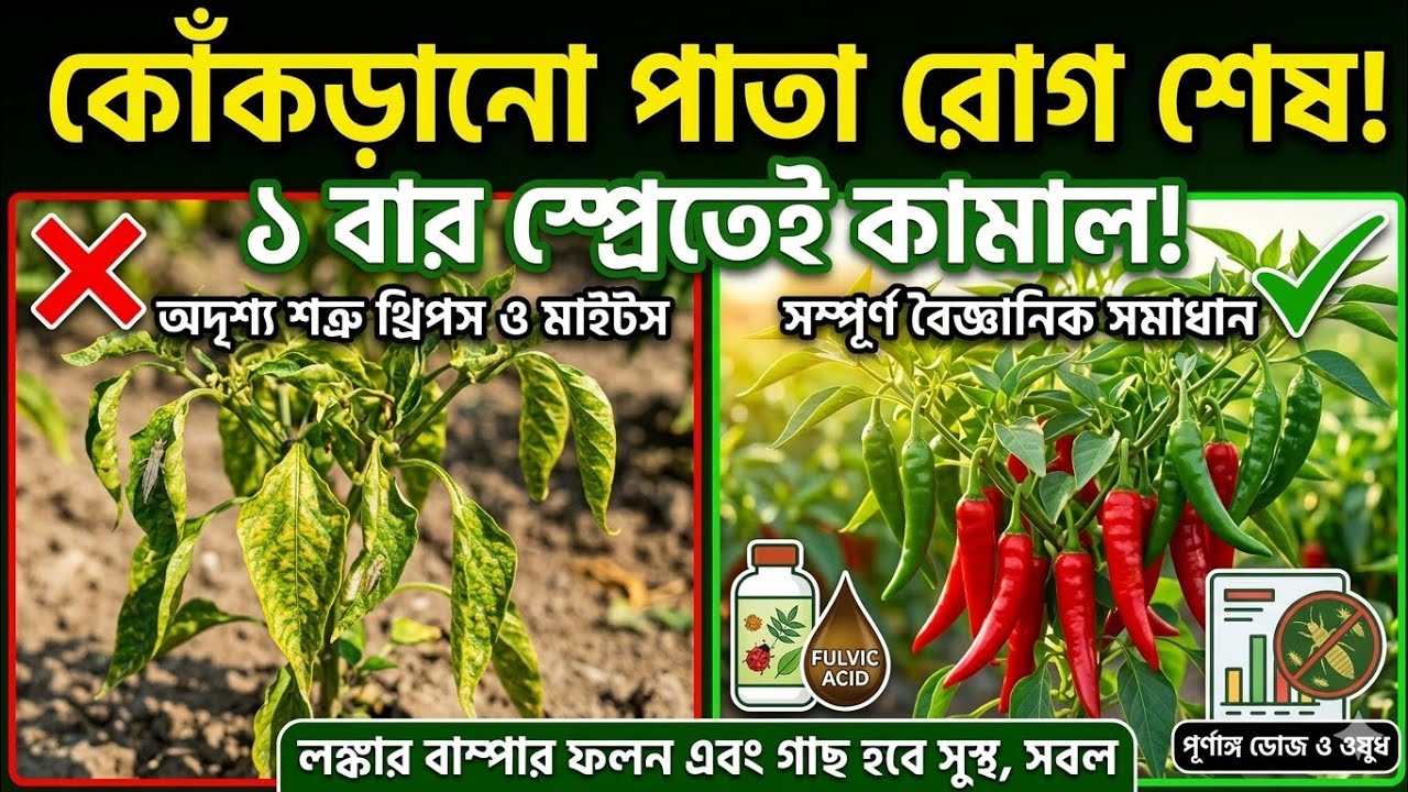 লঙ্কা গাছের পাতা কোঁকড়ানো রোগ দমন ও বাম্পার ফলনের উপায় | Chilli Leaf Curl। Lonkar Pata Konkrano।