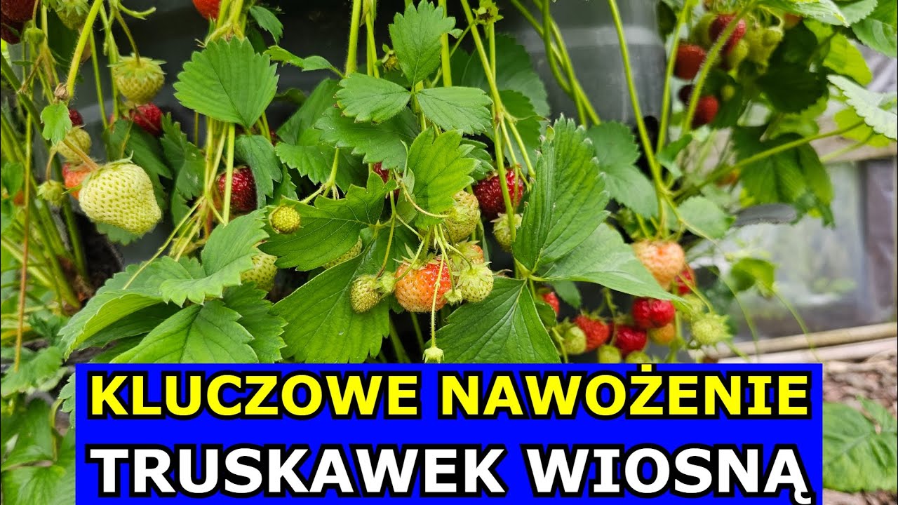 Kluczowe Nawożenie Truskawek Wiosną. Jak i kiedy nawozić Truskawki na Wiosnę. Uprawa Truskawek Nawóz