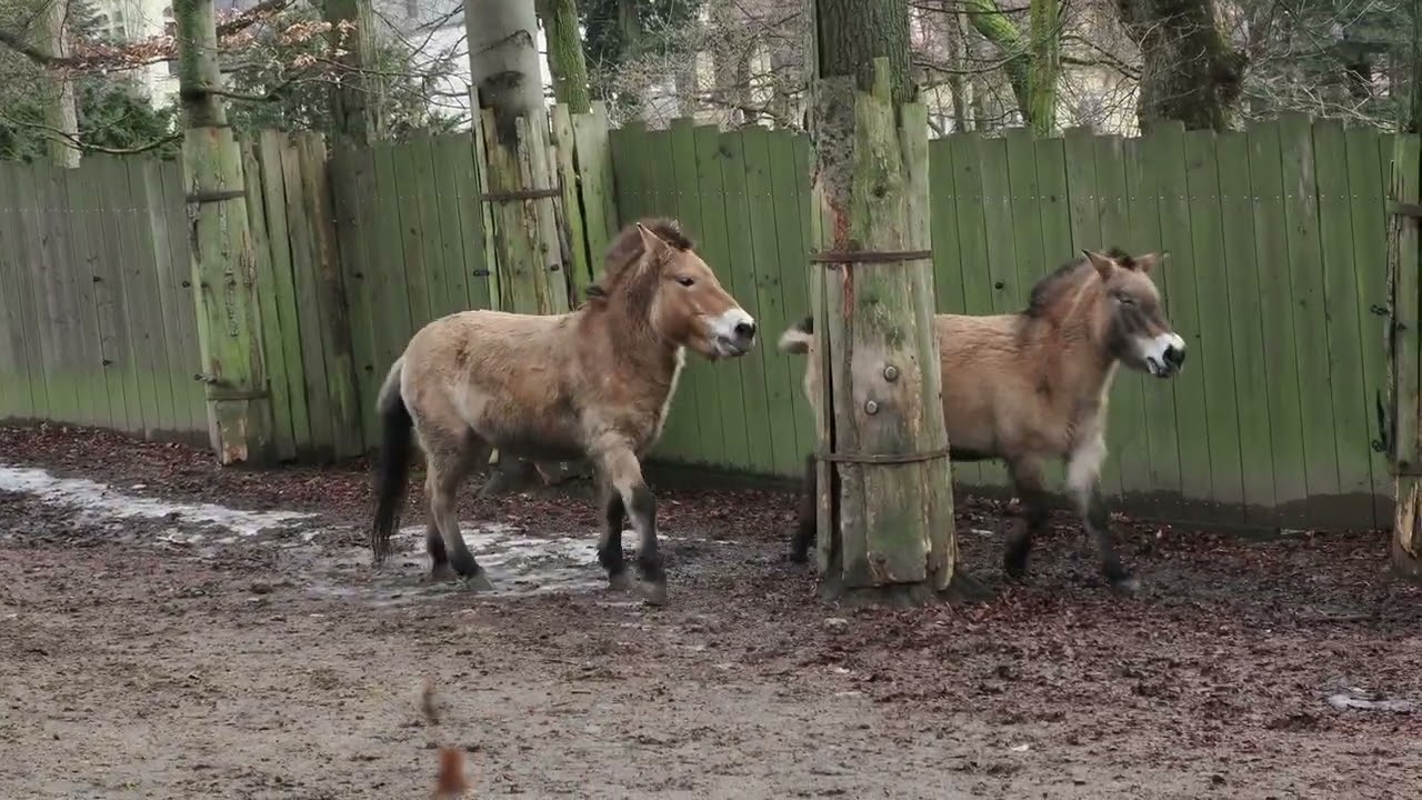 Przewalski’s horse; rough love / kůň Převalského