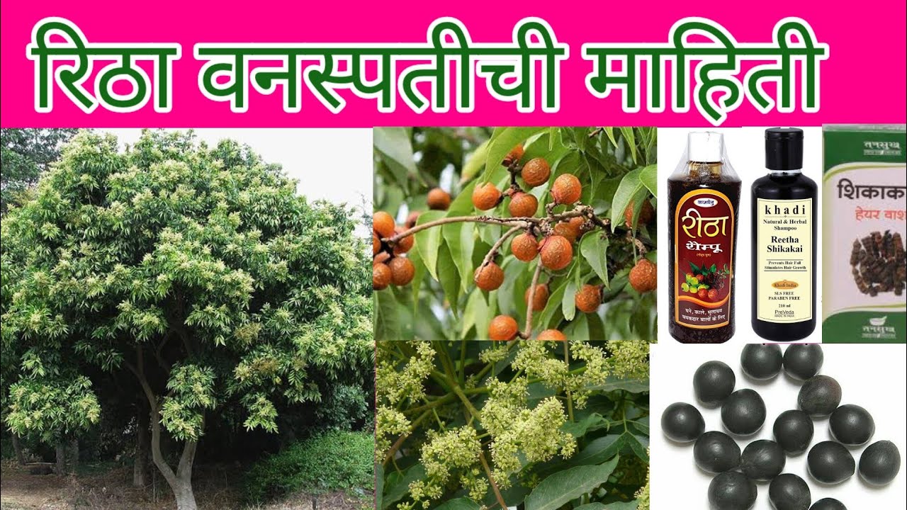 रिठा वनस्पतीची सविस्तर माहिती ( Ritha Tree ) and (Soapnut tree) Information