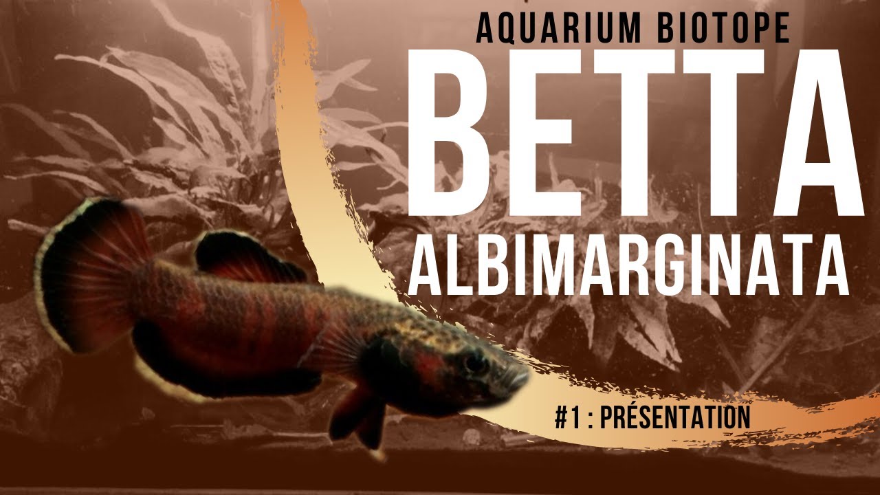 Aquarium biotope - Betta albimarginata