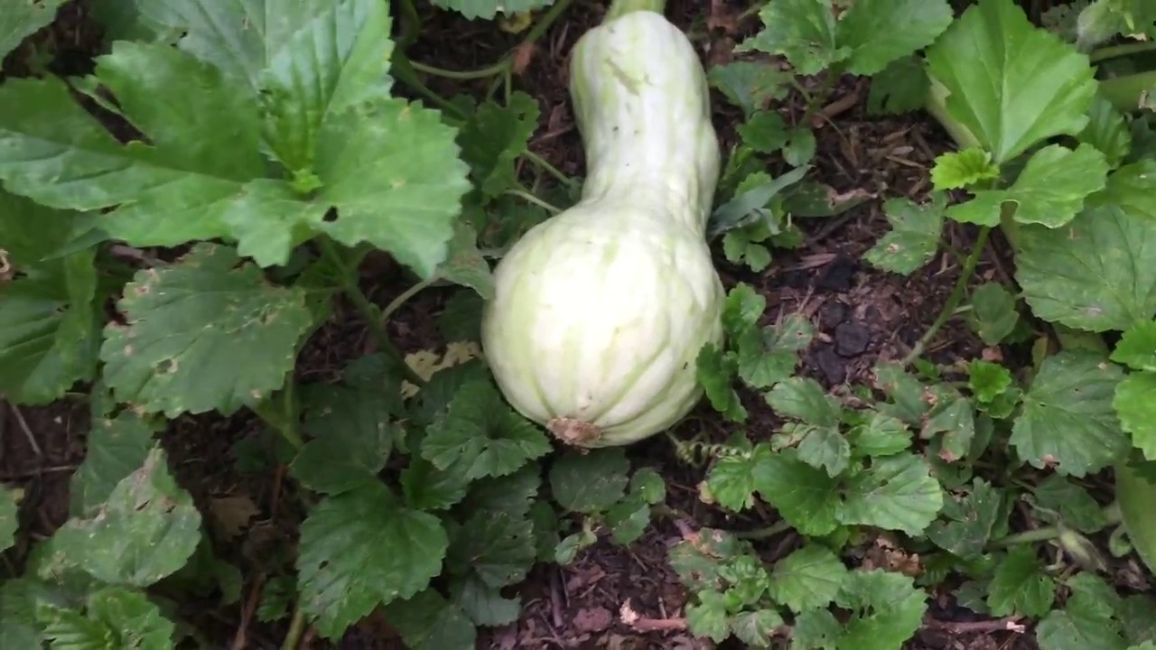 Cultivó de calabazas de Halloween 