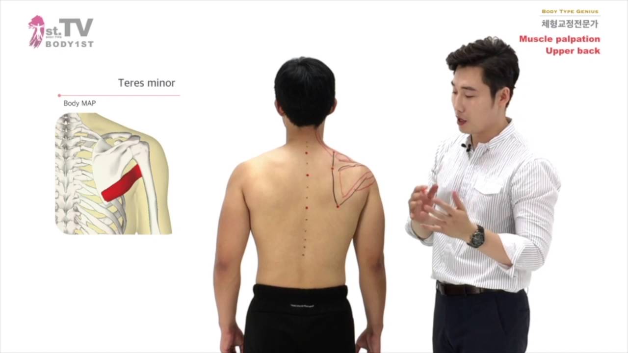 근육 만져보기 (상체, 어깨 후면) Muscle palpation upper back - body1st(건강퍼스트) 김두엽