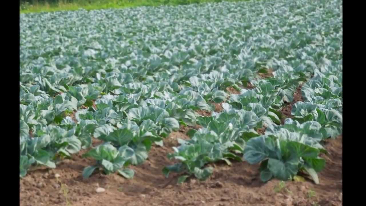 Посадка ,обработка и уборка капусты.