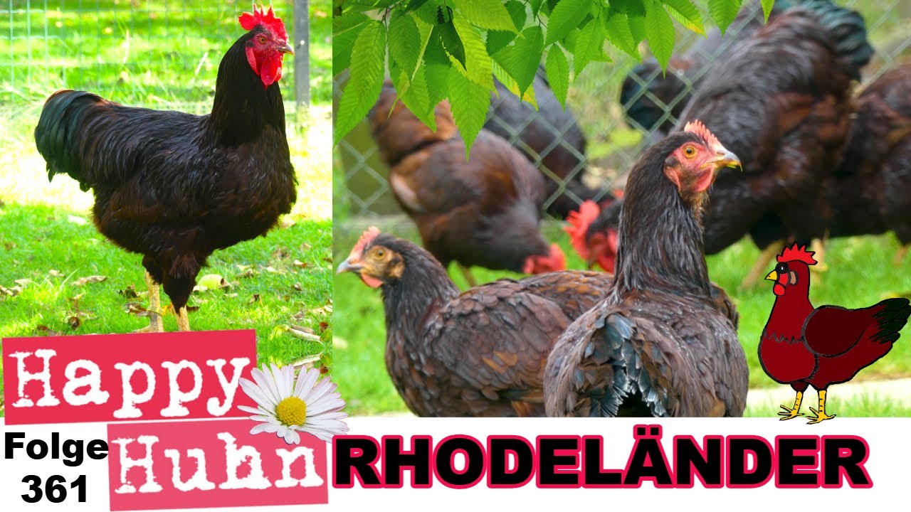Rhodeländer-Hühner + New Hampshire und Braune Hybriden im Vergleich -HAPPY HUHN Folge 361#hühner