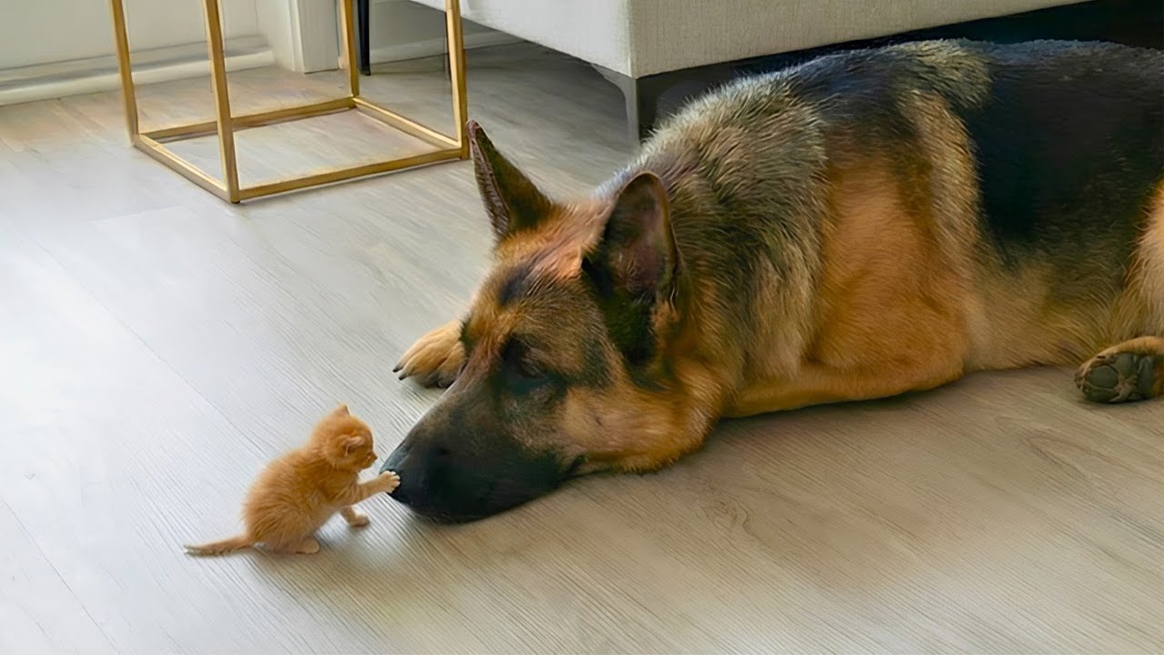 Когда котята полностью превосходят больших собак 🤣