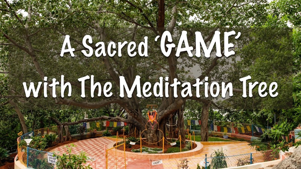 A Sacred Game with The Meditation Tree | Vatavruksha | Meditation Tree Anniversary Day