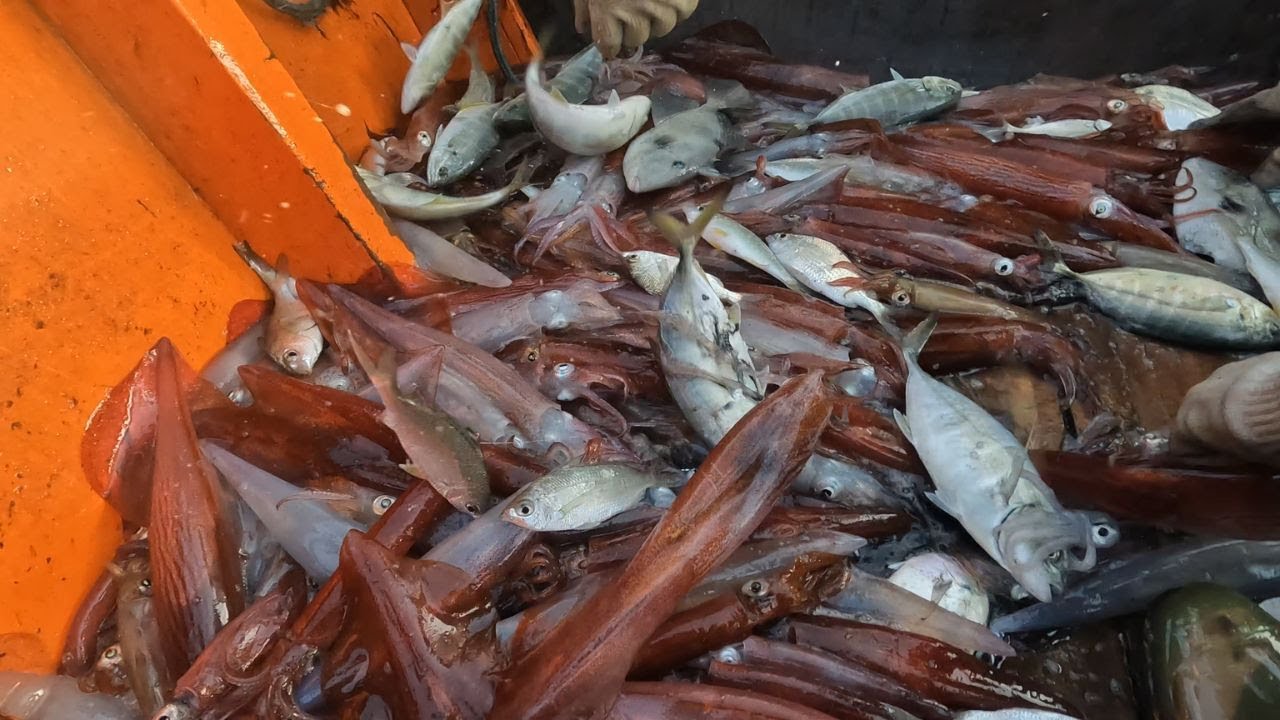 PESCARIA DE LULA - Lula Assada na Brasa