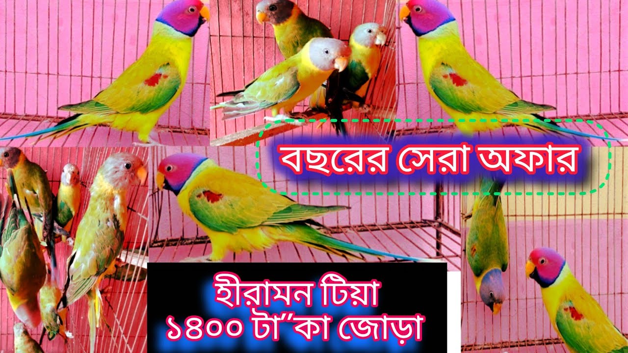 ০৭৪- বছরের সেরা অফার হীরামন টিয়া ১৪০০ টা-কা জোড়া।Best offer of the year diamond tia 1400 ta-ka pair.