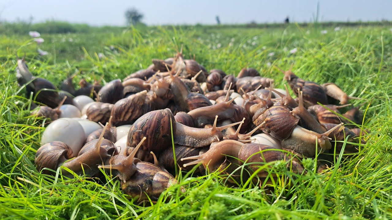 Amazingly, a man or a snail lays eggs and catches snails on it.