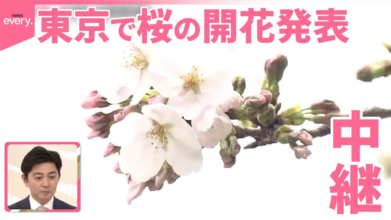 【ソメイヨシノ】東京で桜の開花発表  靖国神社から中継