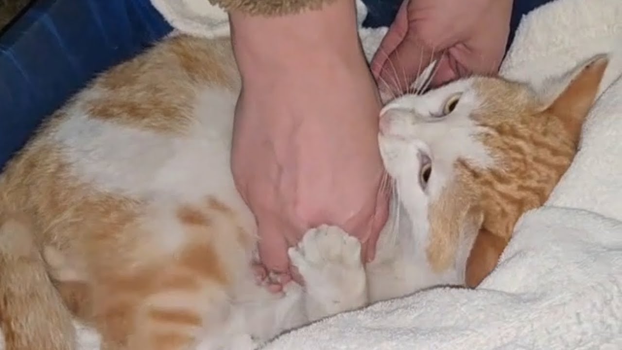 Kedi evlerini atanı buldum!🫢 onlara yeniden kasalardan yatak yaptım 😊