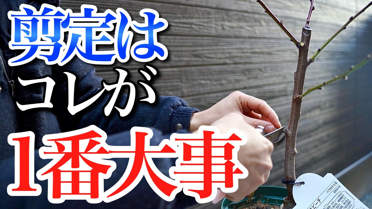 初心者が最初に剪定するとき兎にも角にもコレが一番大事です