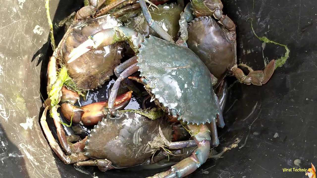 Unique crab catching in underwater Real Crab trap /Viral Technic
