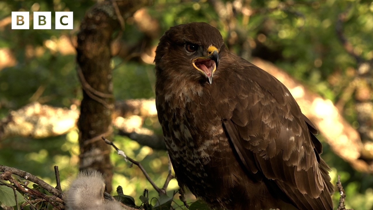 🔴 LIVE wildlife cameras 🌿 5 June 🐦 BBC Springwatch 2026