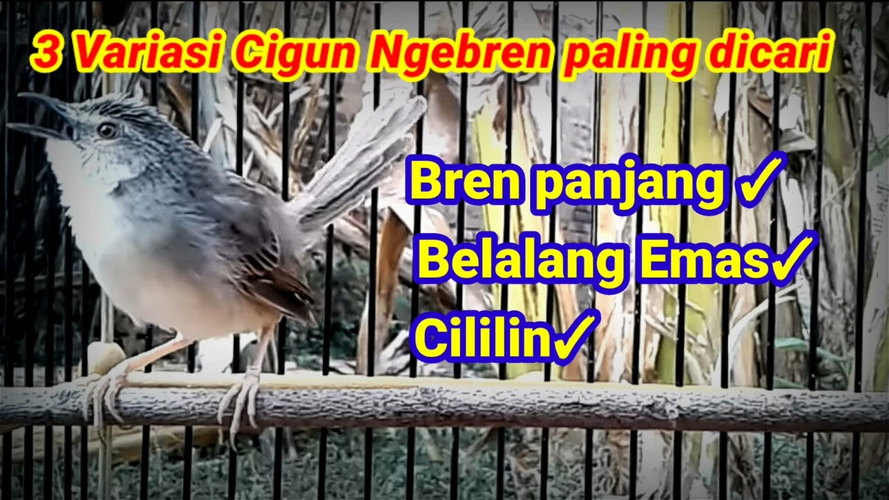 Masteran cigun gacor II variasi Bren panjang Belalang emas dan cililin paling dicari