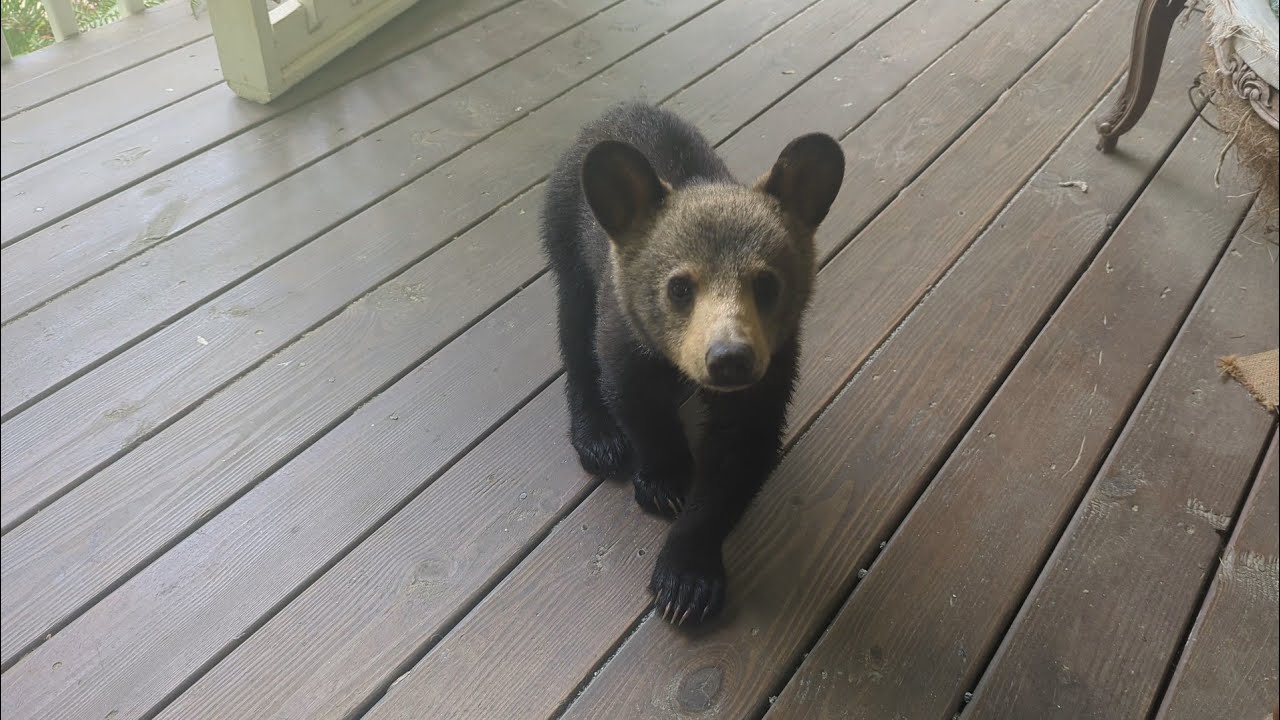 Bear Simone and Crew — A Group Visit For A Change