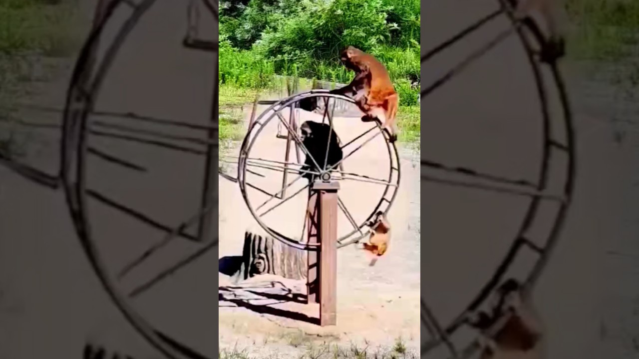 All the strange activities of monkeys #funny #shorts