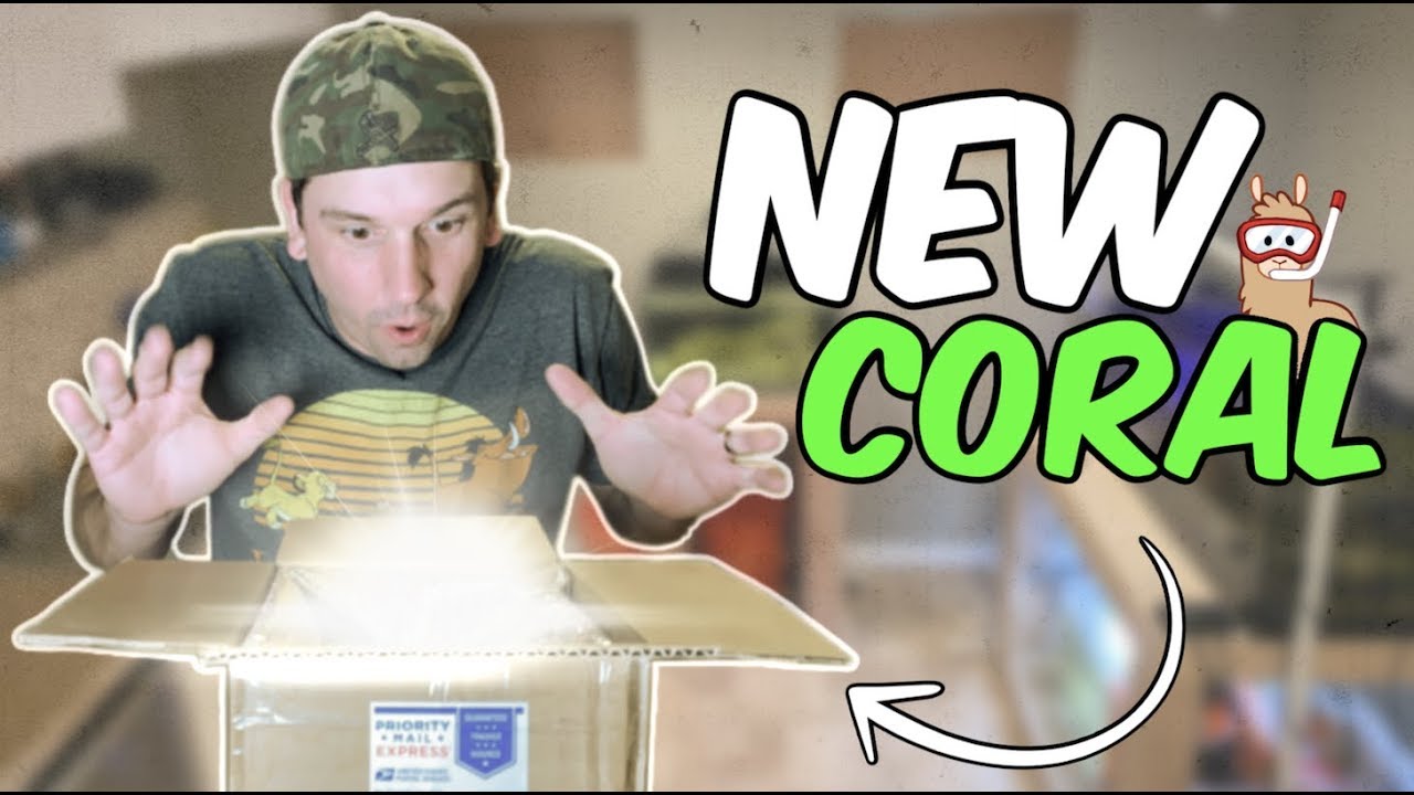 Unboxing *Exotic* Beginner Coral Frags from Marine Farmers