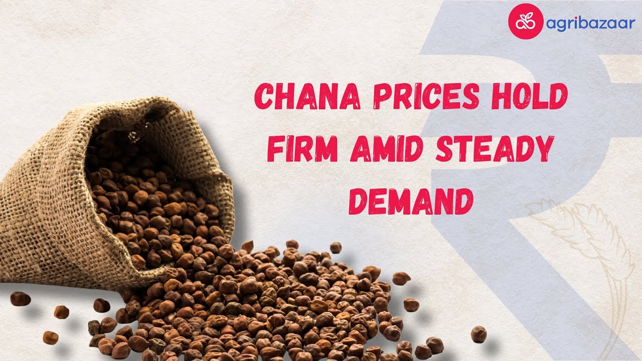Chana Prices Hold Steady as Export Demand Surges! | agribazaar