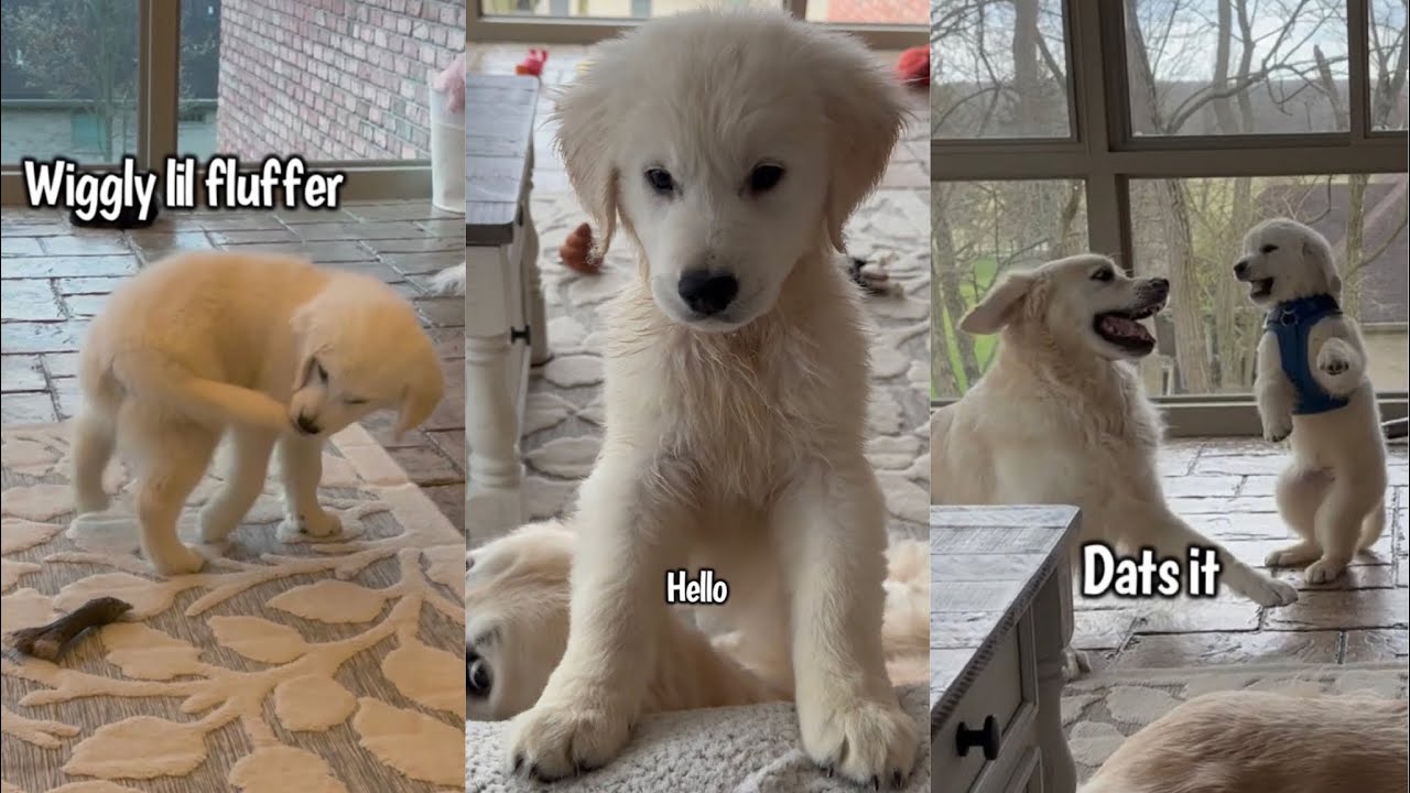 Cute & Funny Golden Retriever Puppy