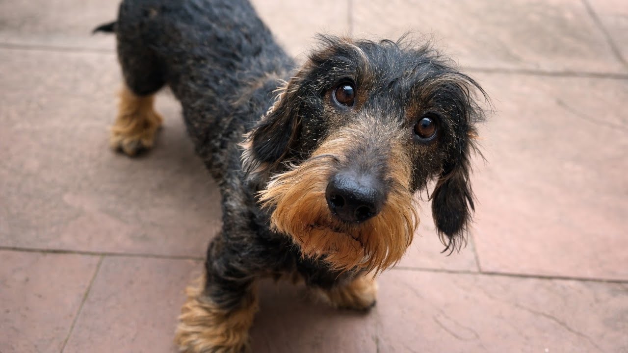 Hide and Seek Champion: Teddy the Dachshund 😂